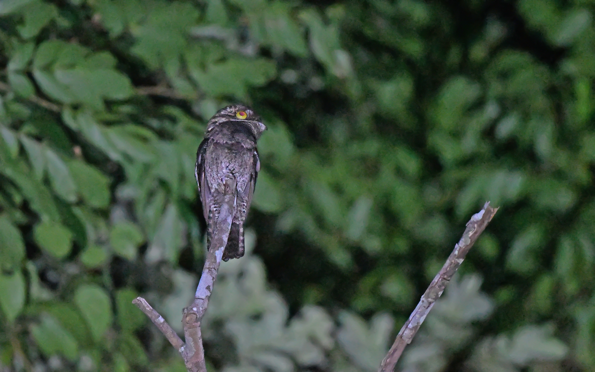 White-winged Potoo (Nyctibius leucopterus), photo 6