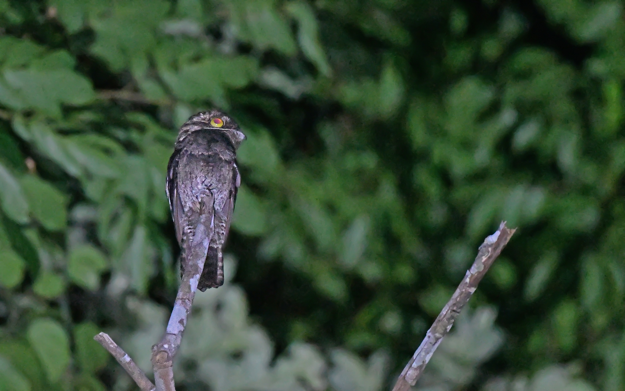 White-winged Potoo (Nyctibius leucopterus), photo 7