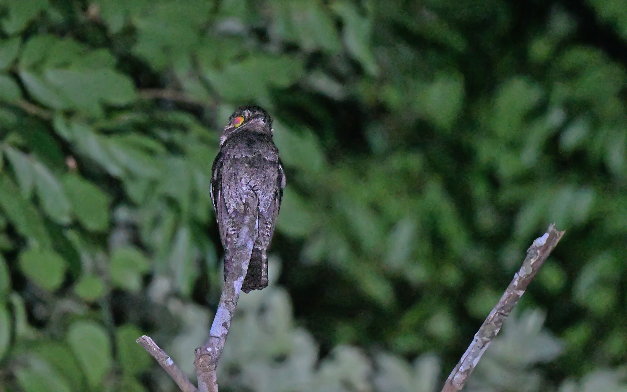 White-winged Potoo (Nyctibius leucopterus), photo 8