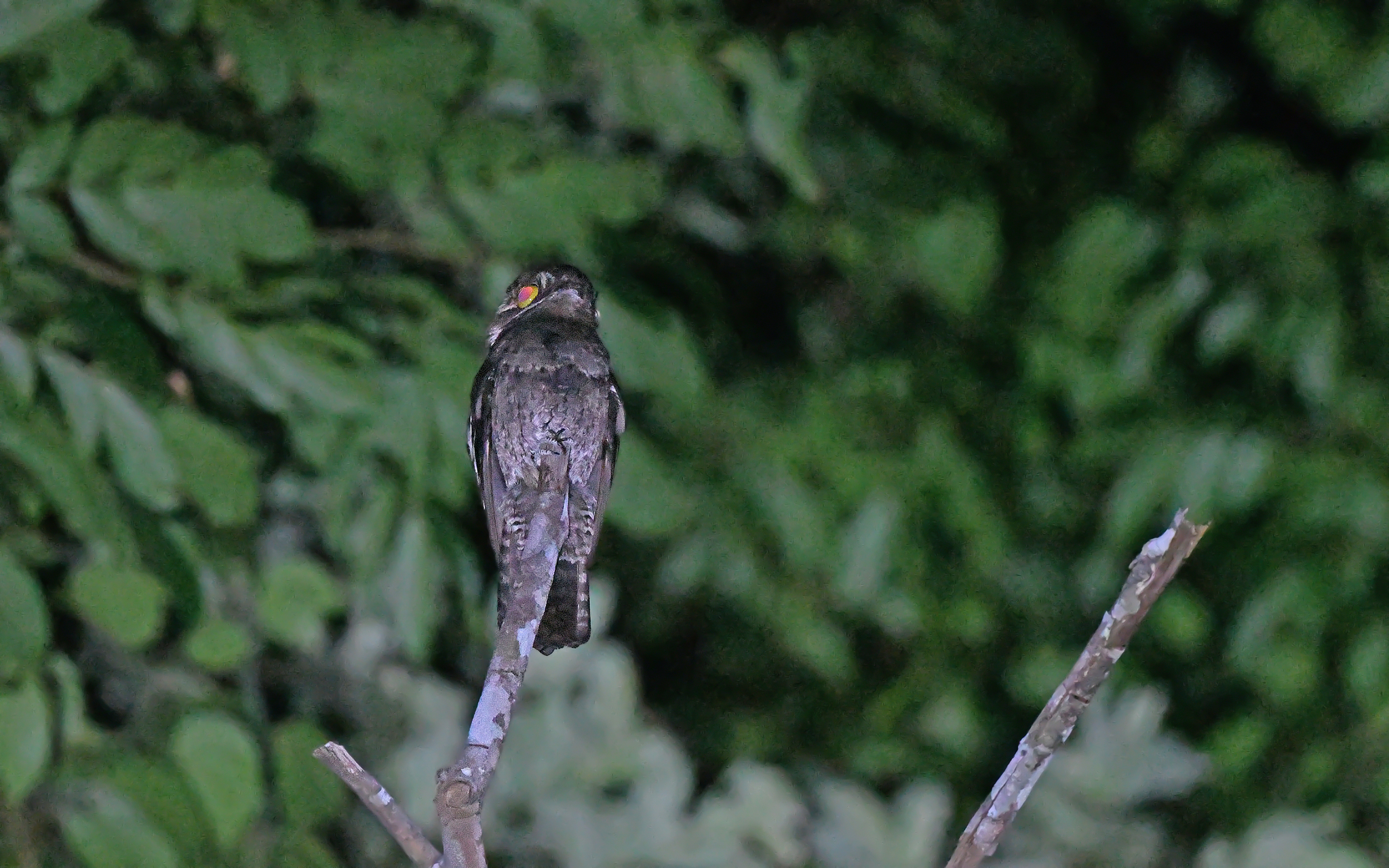 White-winged Potoo (Nyctibius leucopterus), photo 9