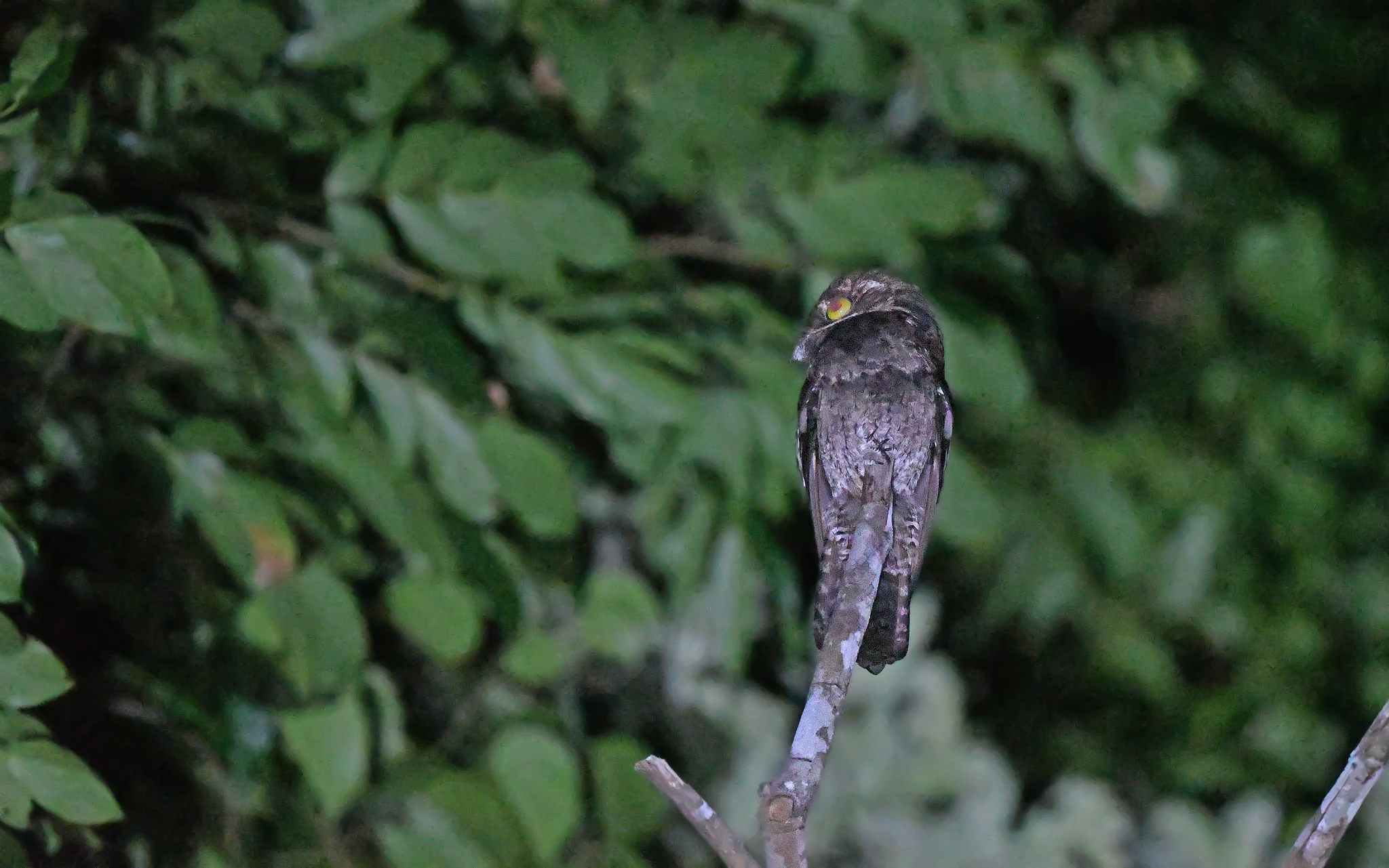 White-winged Potoo (Nyctibius leucopterus), photo 10