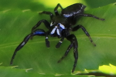 Metaphidippus manni