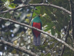 Pharomachrus auriceps