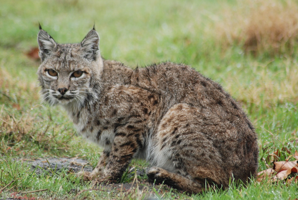 Bobcat (Wildlife of Lathrop State Park) · iNaturalist