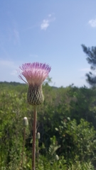 Cirsium lecontei