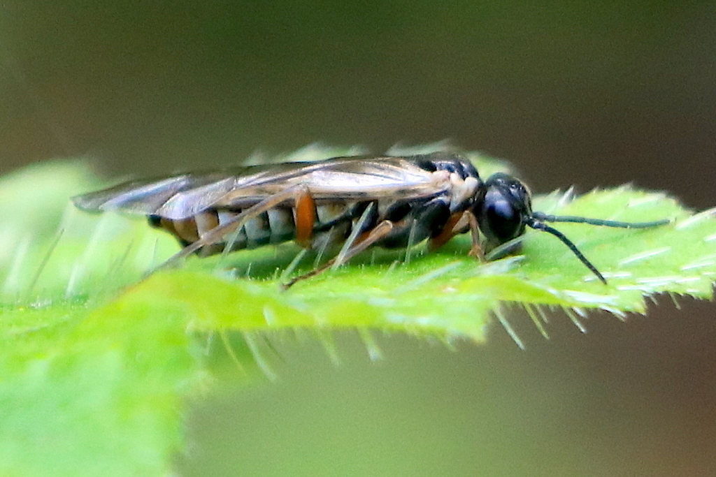 Green Alder Sawfly