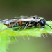 Green Alder Sawfly - Photo (c) NatureGuy, some rights reserved (CC BY-NC-ND), uploaded by NatureGuy