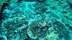 Mycedium elephantotus