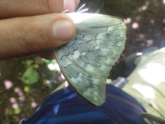 Archaeoprepona demophoon gulina