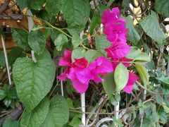 Bougainvillea