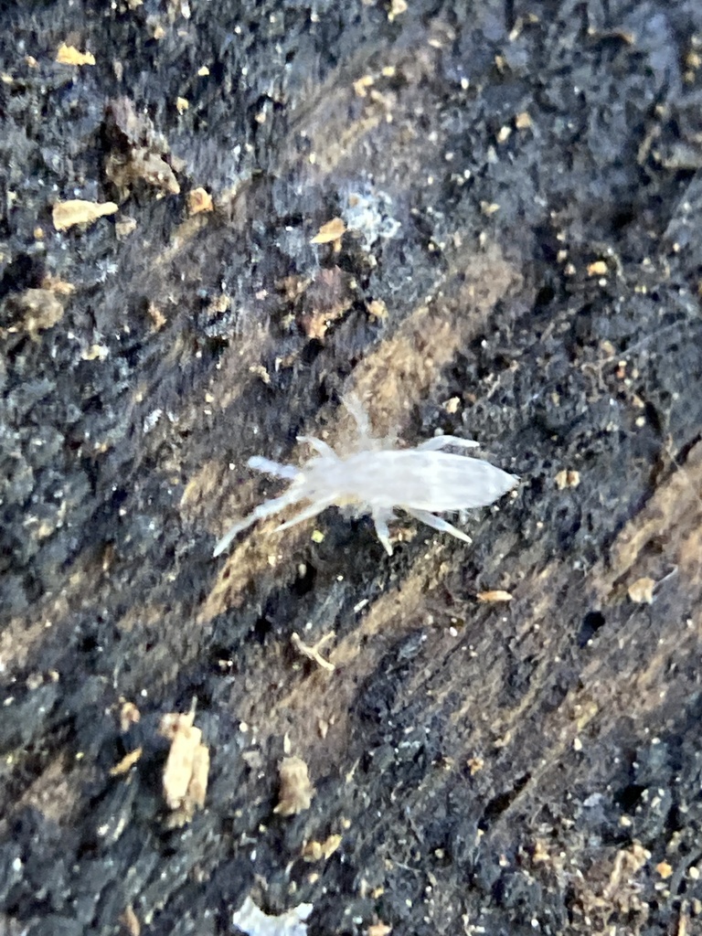 Springtails from Frick Park, Pittsburgh, PA, US on October 18, 2024 at ...