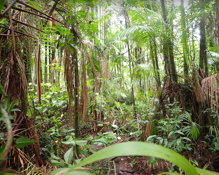 Imagem de Açaí