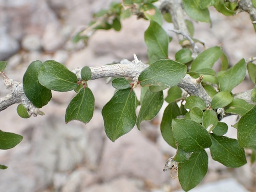 Image of Malpighia diversifolia by (c) Sue Carnahan, some rights reserved (CC BY)