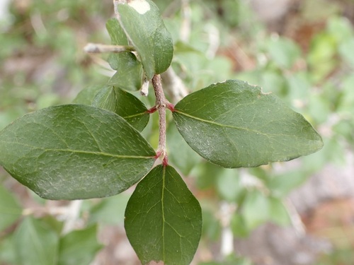Image of Malpighia diversifolia by (c) Sue Carnahan, some rights reserved (CC BY)