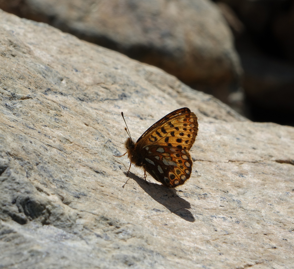 Issoria eugenia