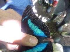Archaeoprepona demophoon gulina