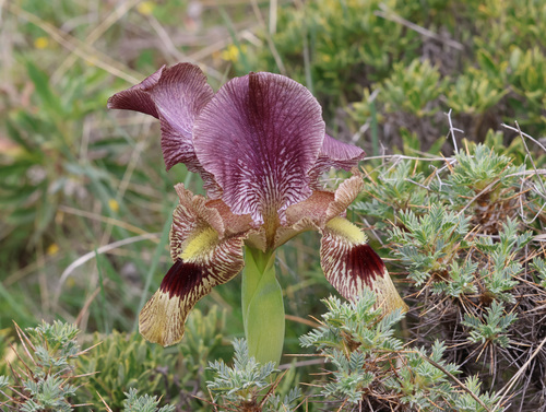 Iris sari, photograph 2