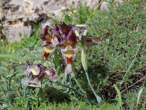 Iris sari