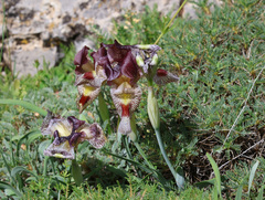 Iris sari