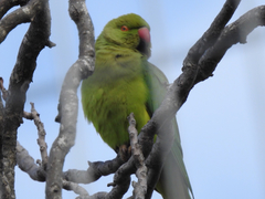 Psittacula krameri