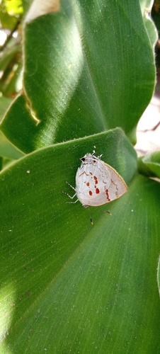 Lantana Hairstreak
