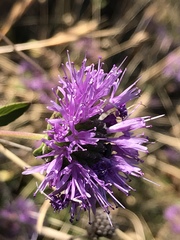Monardella purpurea