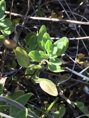 Monardella purpurea
