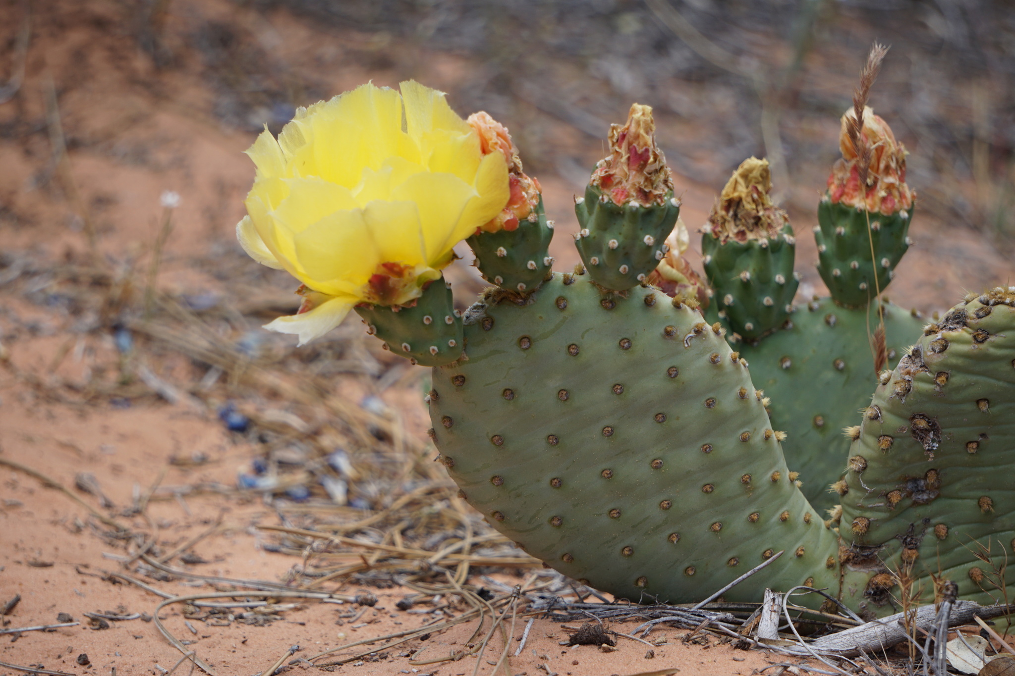 Opuntia aurea