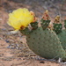 Golden Pricklypear - Photo (c) Kevin Metcalf, some rights reserved (CC BY-NC), uploaded by Kevin Metcalf