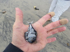 Argyropelecus sladeni