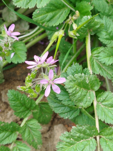 Erodium moschatum (L.) L'Hér.