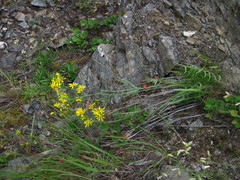 Crepis atribarba
