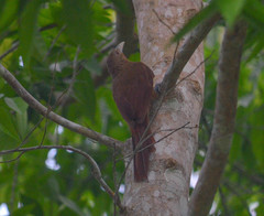 Dendrexetastes rufigula