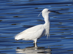 Egretta garzetta