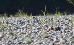 Chordeiles rupestris