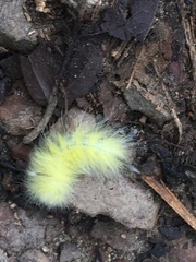 Apatelodidae