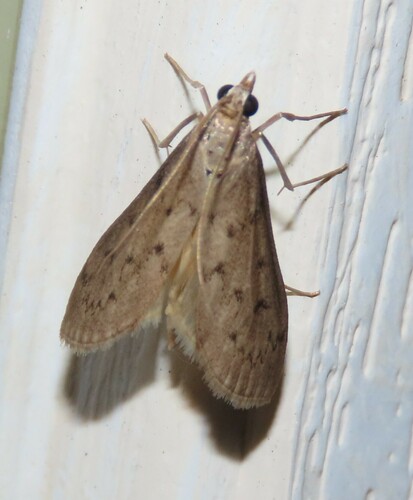 Blepharomastix haedulalis photo 2