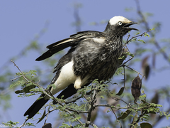 White-Crowned Starling photo 2
