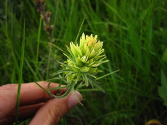 Castilleja cervina