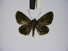 Paracleros biguttulus