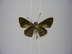 Paracleros biguttulus