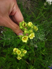 Drymocallis convallaria