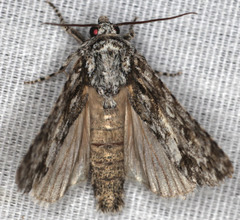 Acronicta marmorata