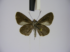 Paracleros biguttulus