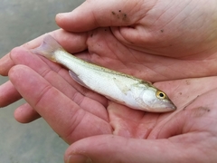 Micropterus salmoides