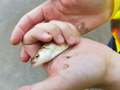 Micropterus salmoides