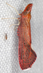 Apache californicum