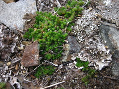 Selaginella densa scopulorum