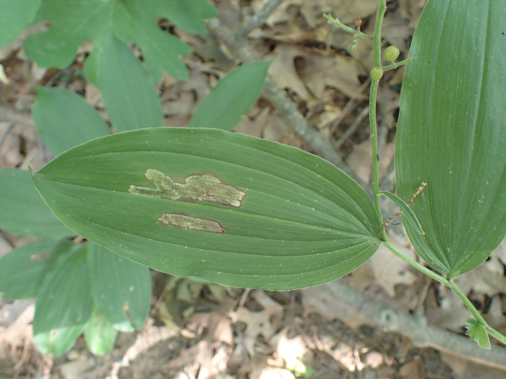 Synchysa