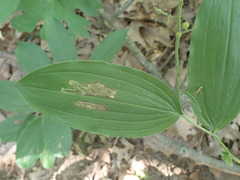 Synchysa tricincta